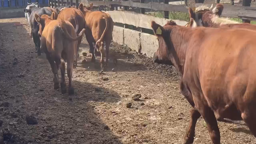 Lote 44 Vaquilla Engorda en Frutillar, X Región Los Lagos