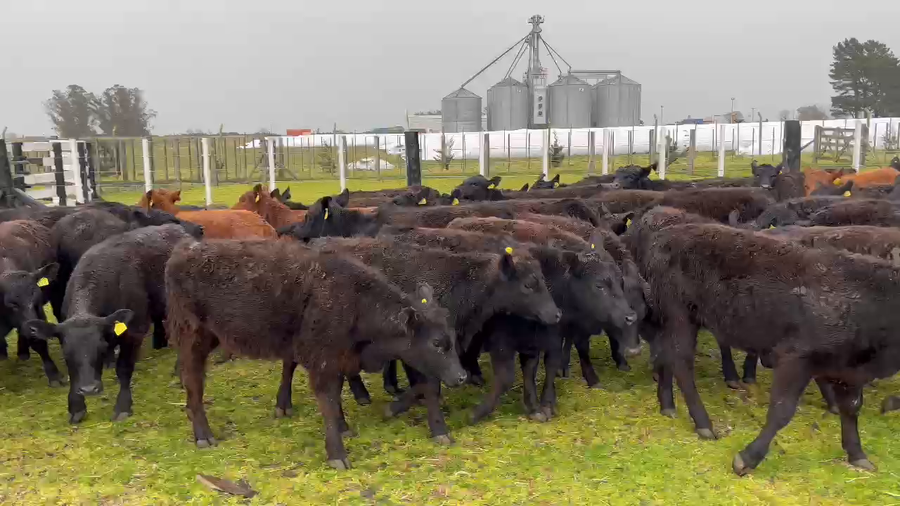 Lote 69 Terneras en Balcarce, Buenos Aires