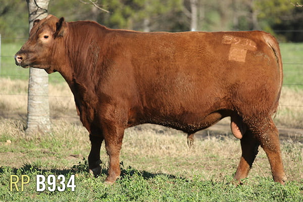 Lote 3 TOROS PUROS DE PEDIGREE