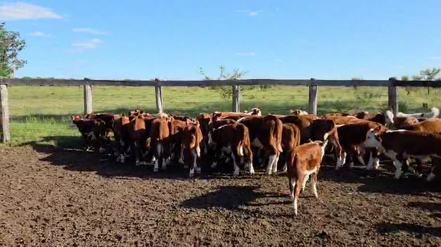 Lote 100 Vacas CUT con cría