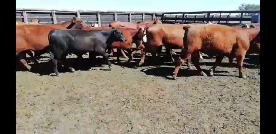 Lote 85 Novillitos y vaquillonas en Colón, Entre Ríos