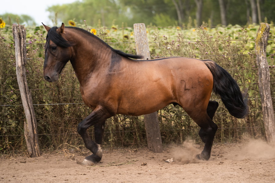 Lote PERDIDO BIEN HECHO