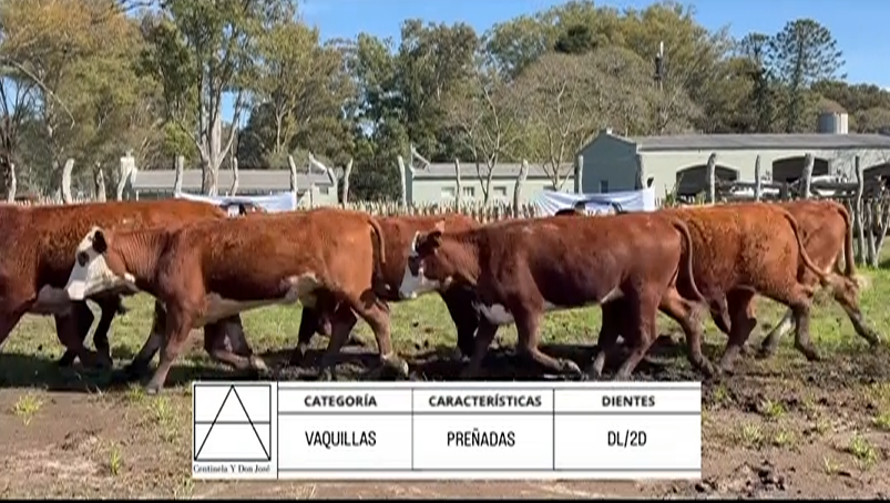 Lote VAQUILLAS PREÑADAS BRAFORD "A. OCANTO"