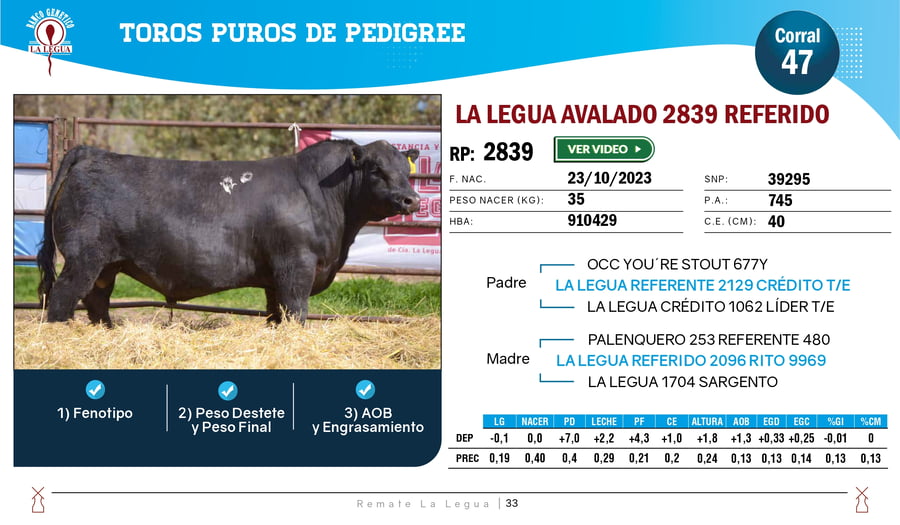 Lote TOROS ANGUS  PP