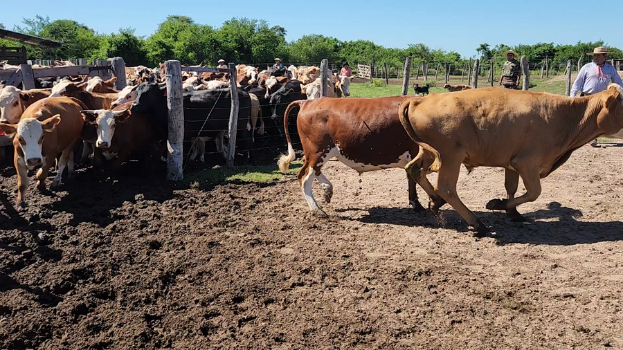 Lote 55 Novillos en Esquina, Corrientes