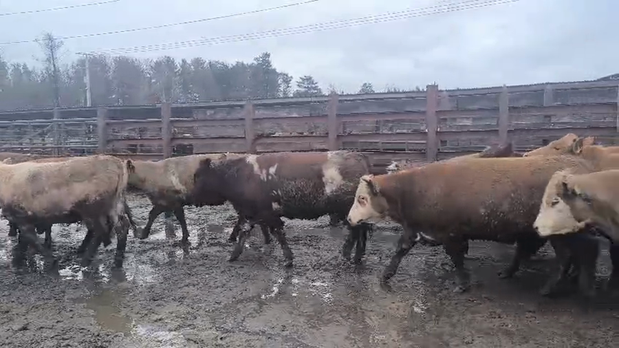 Lote 40 Vaquilla Gorda en Los Ángeles, VIII Región Biobío