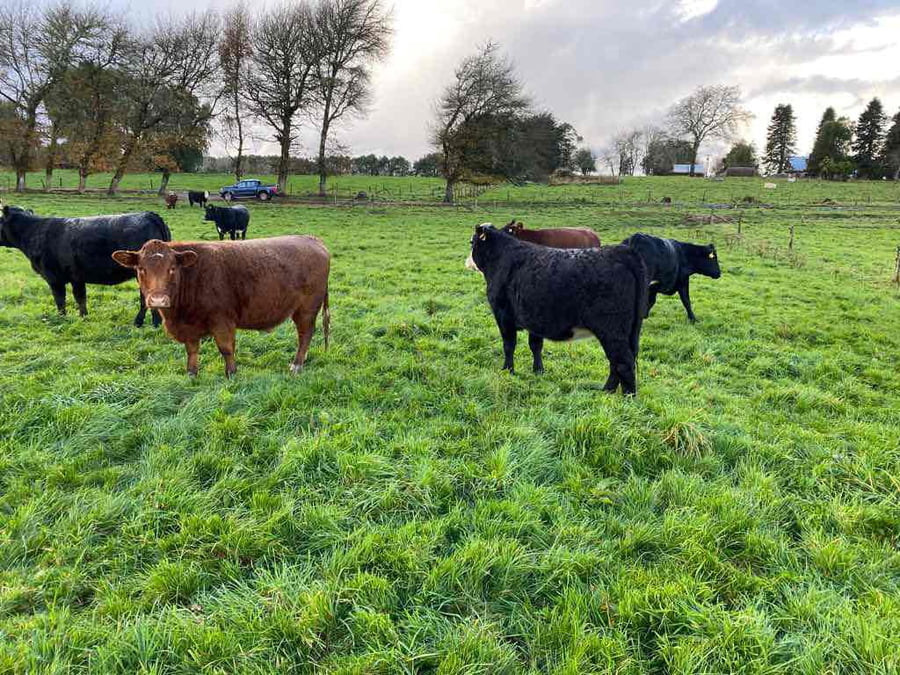 Lote 42 Vaquilla Gorda en Los Muermos, X Región Los Lagos