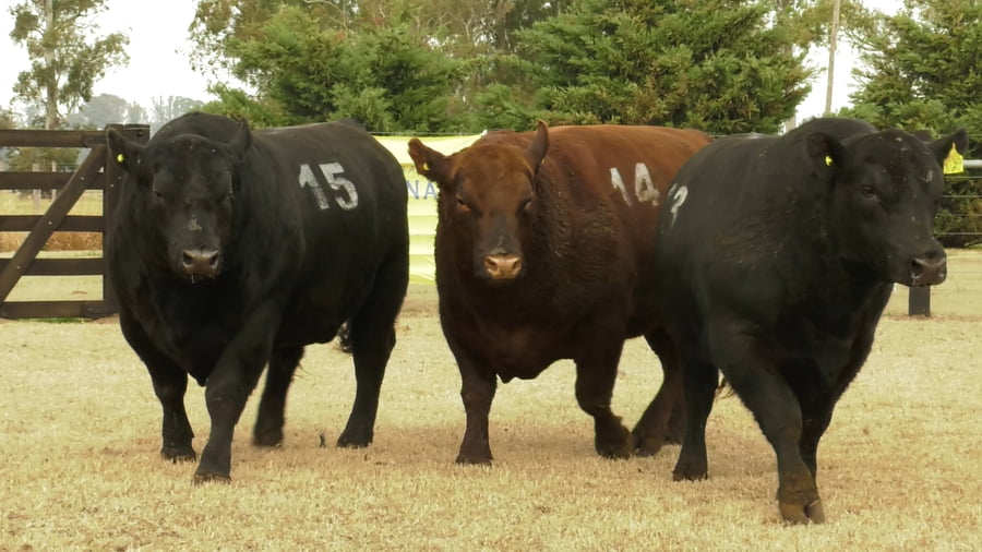 Lote TOROS ANGUS PUROS CONTROLADOS