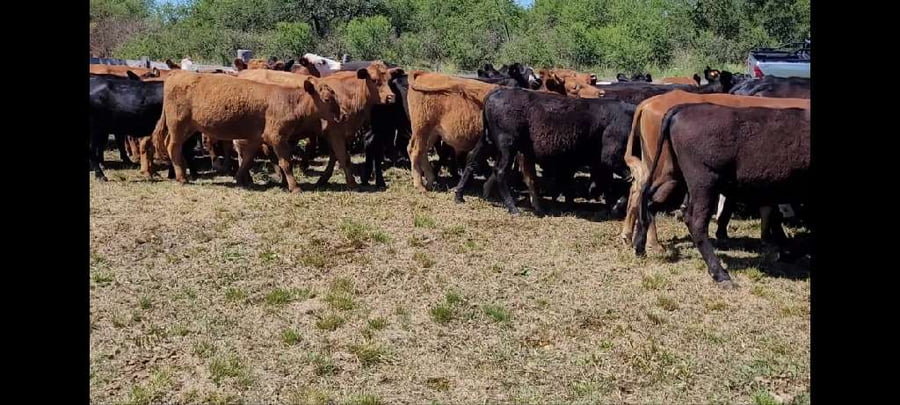 Lote 60 Novillitos y vaquillonas en Villaguay, Entre Ríos