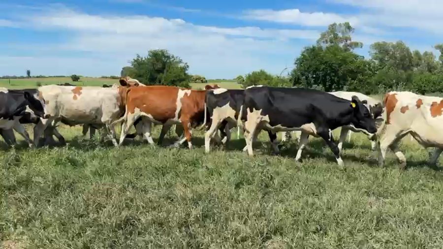 Lote NOVILLOS 1 a 2 AÑOS