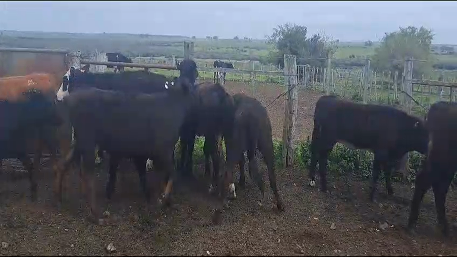 Lote 9 Terneras CRUZA a remate en 9° Entre Martillos 186kg -  en CAUTIVO