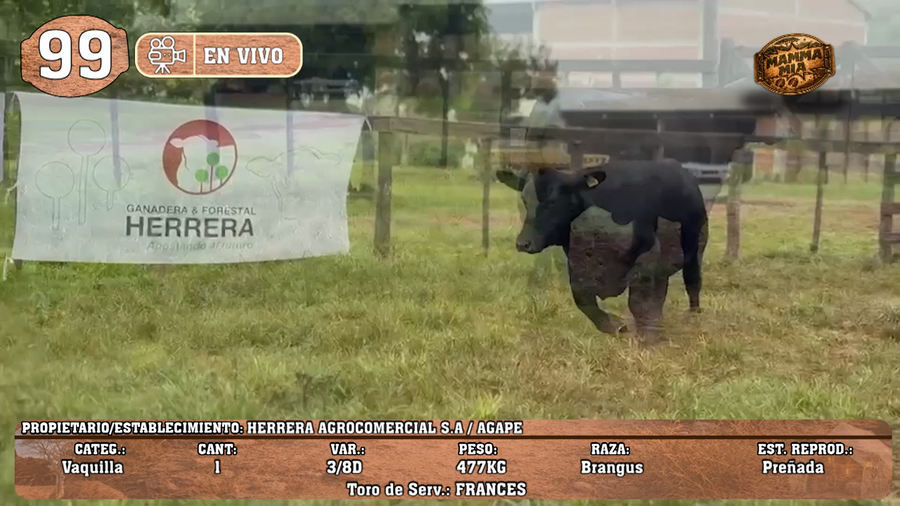 Lote LOTE 99 -EN VIVO