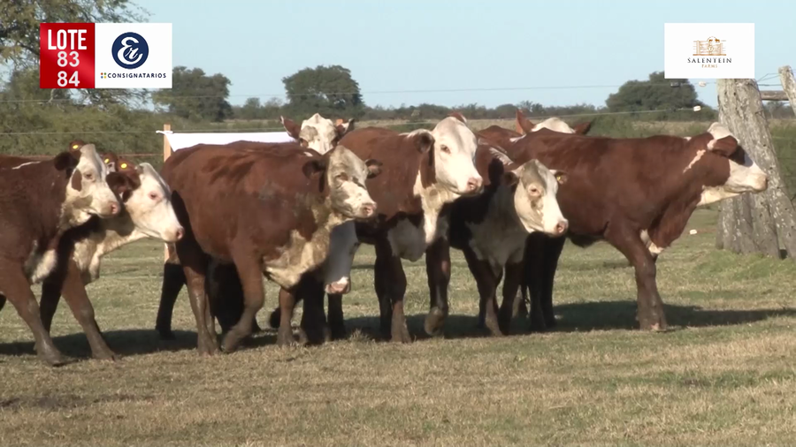 Lote Vaquillas Braford Generales para Servicio