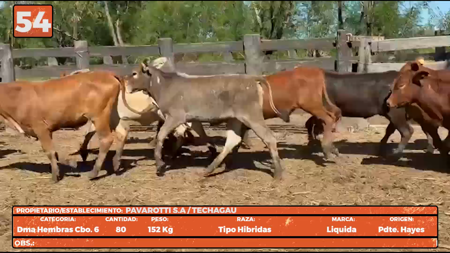 Lote LOTE 54