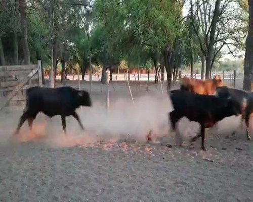 Lote 75 Terneros/as en Monte Quemado, Santiago del Estero