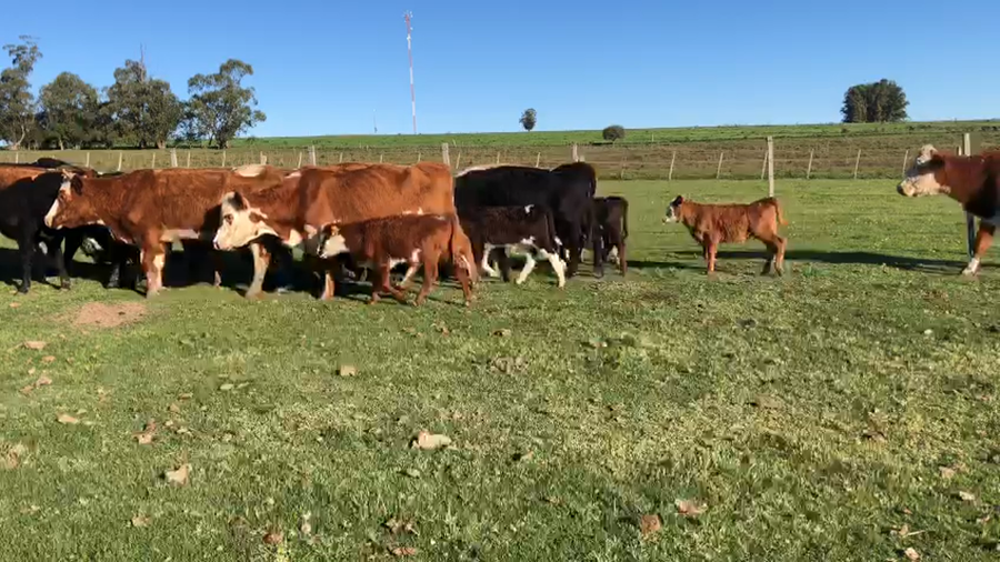 Lote 26 piezas de cria