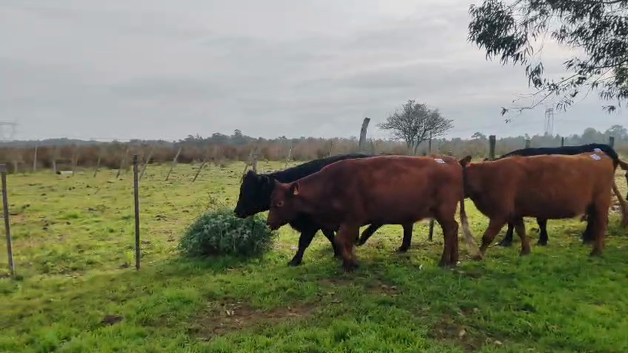 Lote 16 Vacas