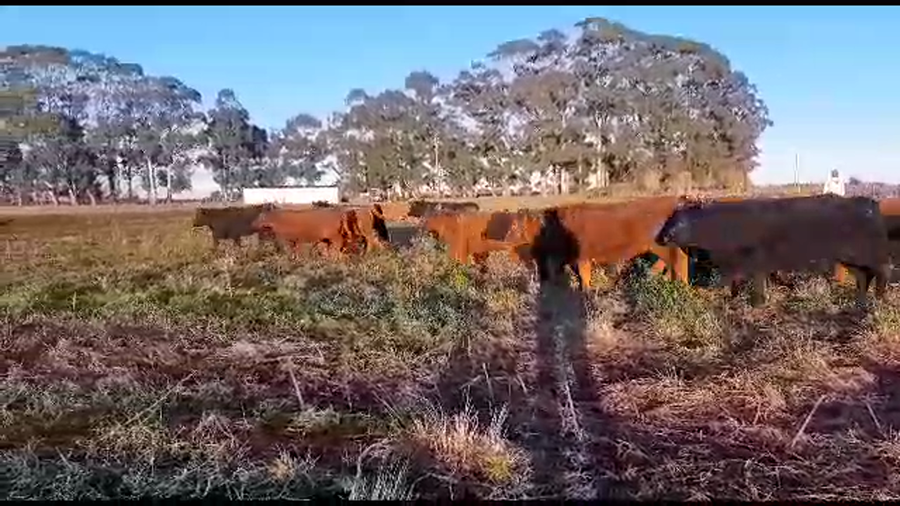 Lote 68 Terneras en Necochea, Buenos Aires
