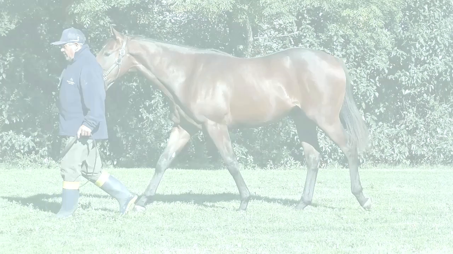 Lote MANI MAD (MANIPULATOR -  SUNNY MAD)