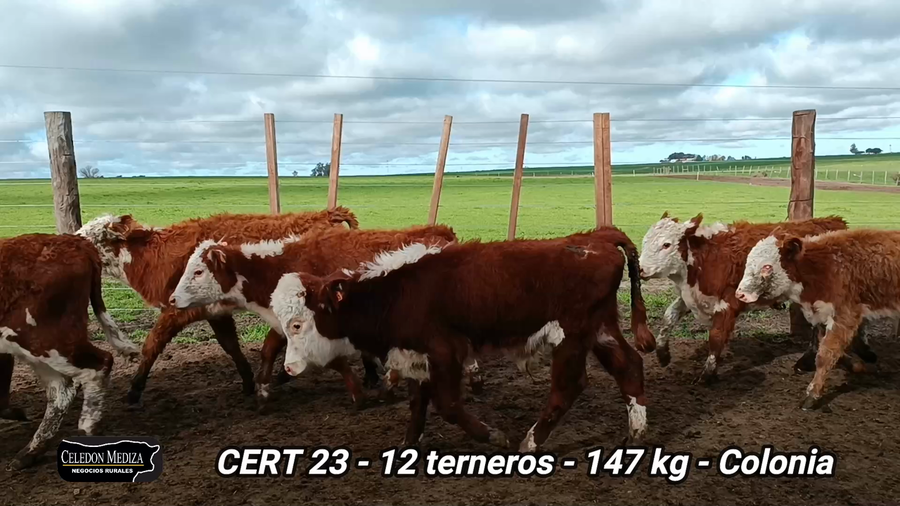 Lote 13 Terneros en La Horqueta, Colonia