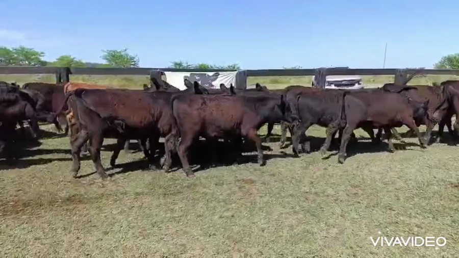Lote 34 Terneras