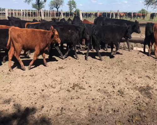 Lote 120 Terneros en Entre Ríos, Villaguay