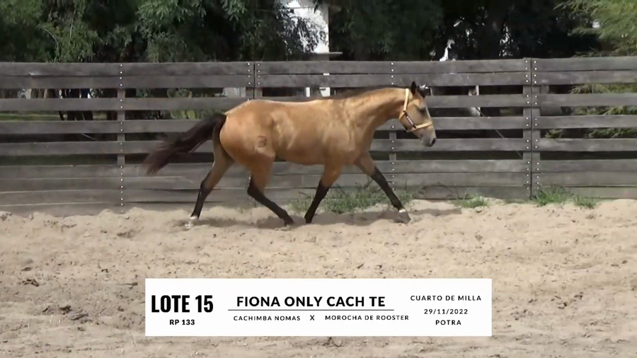 Lote FIONA ONLY CACH TE