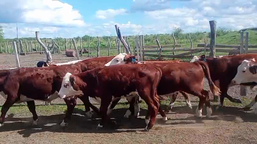 Lote 78 Terneros