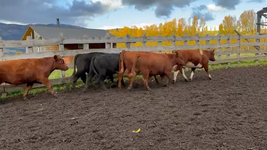 Lote 30 Novillo Engorda en Coyhaique, XI Región Aysén