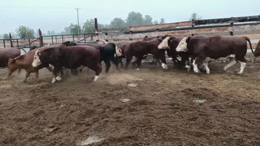 Imagen 2 del Lote Lote 20 Novillo Gordo en Los Ángeles, VIII Región Biobío