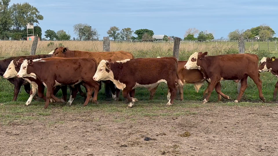 Lote 70 Terneros