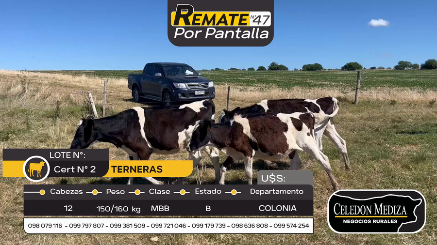 Lote 12 Terneras en Otra Localidad, Colonia