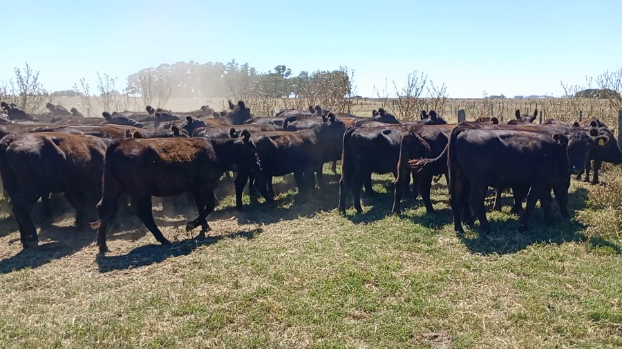 Lote 50 Vaquillonas P/ Servicio  en Buenos Aires, Ayacucho