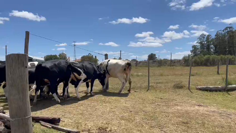 Lote 11 Vaquillonas preñadas de 6 meses