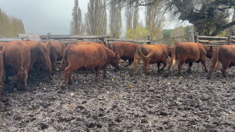 Lote 50 Novillo Engorda en Coyhaique, XI Región Aysén