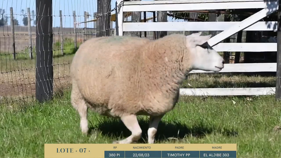 Lote Lote 7