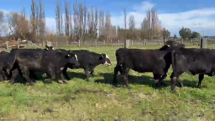 Lote 61 Vaquilla Engorda en Quilleco, VIII Región Biobío