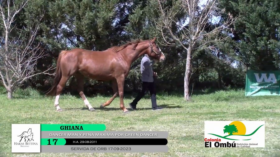Lote GHIANA