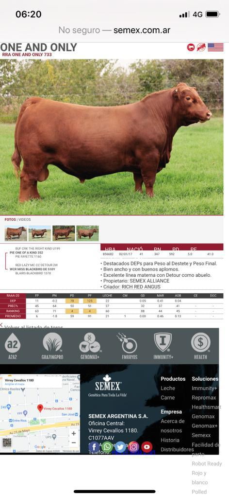 Lote 75 Ternera en Toltén, IX Región Araucanía