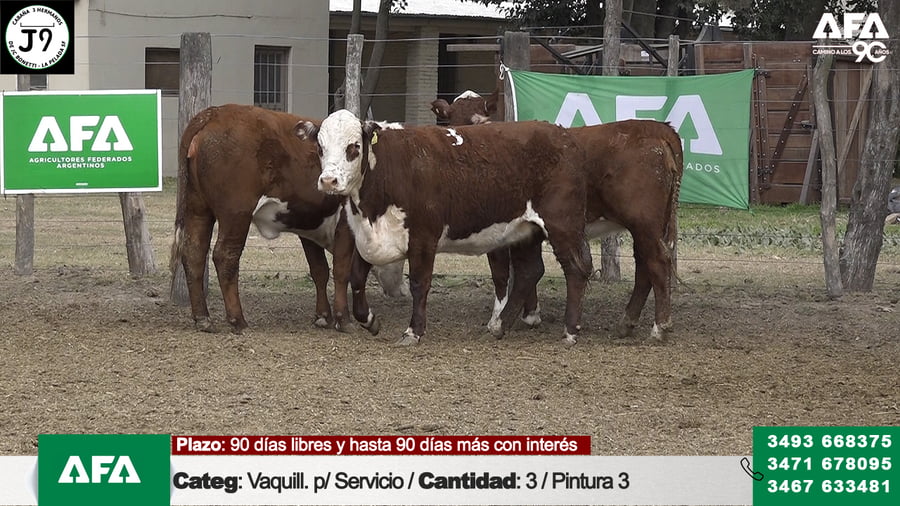 Lote "Cabaña ""3 HERMANOS"" Vaquillona para servicio"