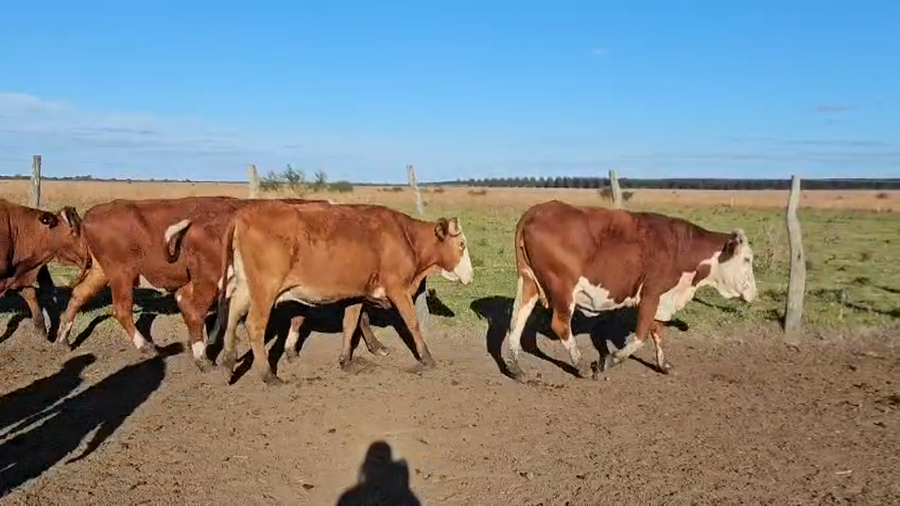 Lote 20 Vacas de invernar