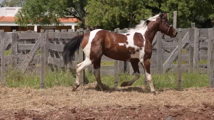 Lote Macho entero 3 años
