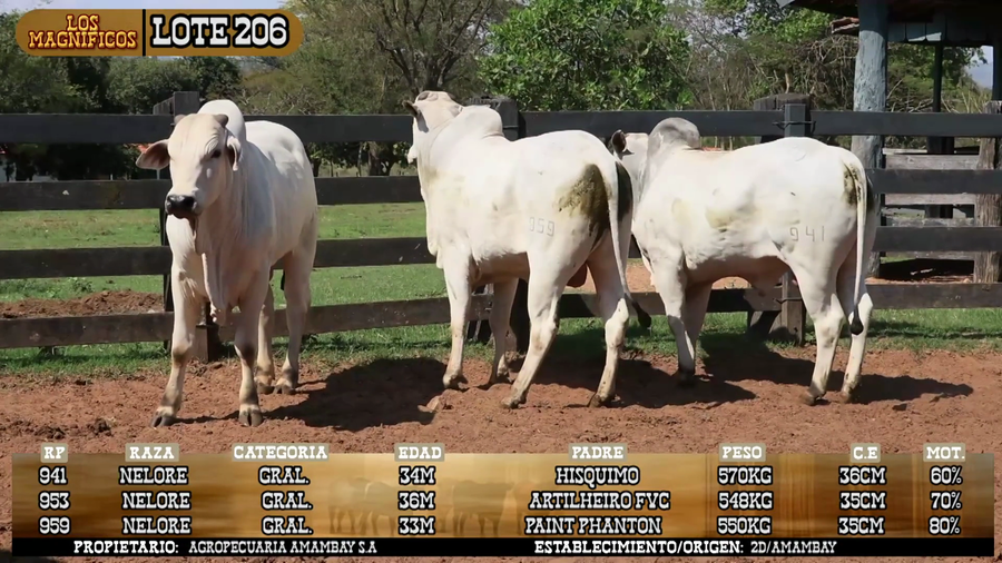 Lote LOTE 206 - POR PANTALLA