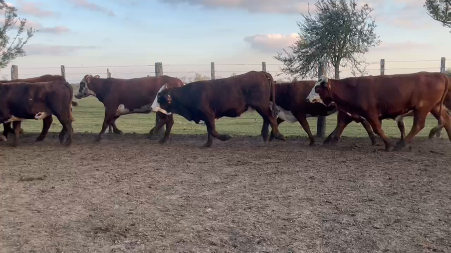 Lote 35 Vaquillonas preñadas en Corrientes, Curuzú-Cuatiá