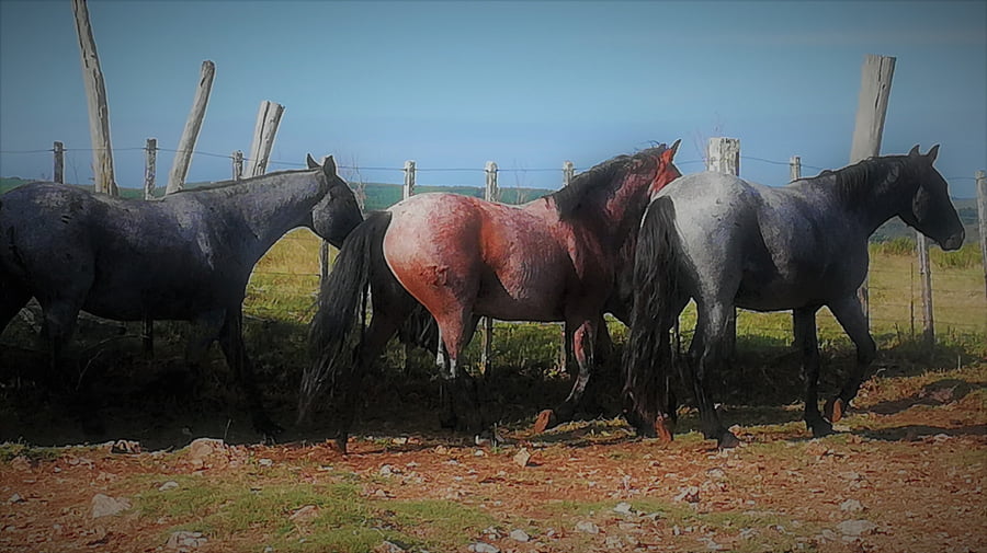 Lote 133 - Arachán Los Robles