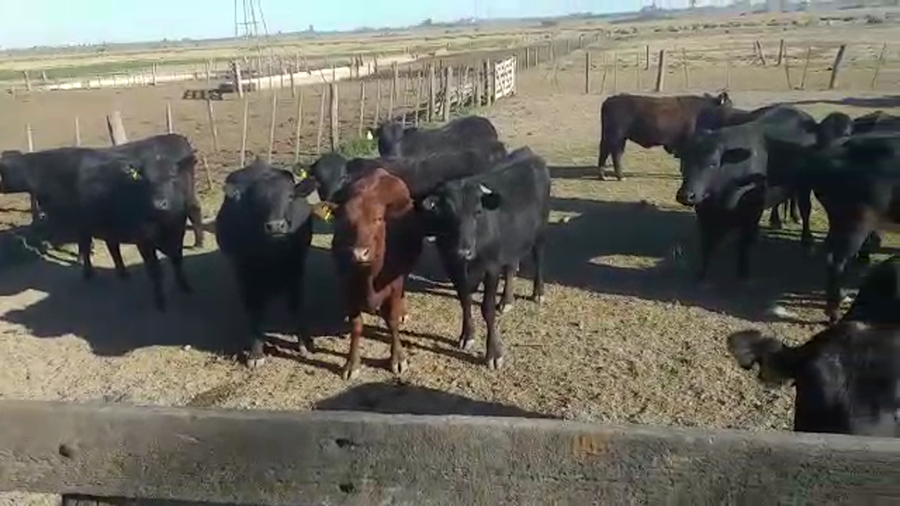 Lote 18  Vaquillonas preñadas Angus Negros, Colorados y sus cruzas en Sta. Clara de Buena Vista, Santa Fe