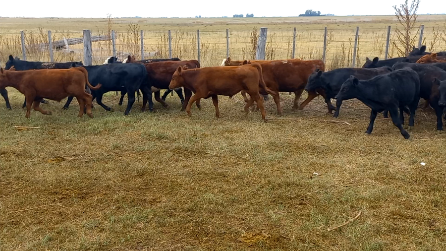 Lote 110 Terneros/as en Buenos Aires, Pehuajó