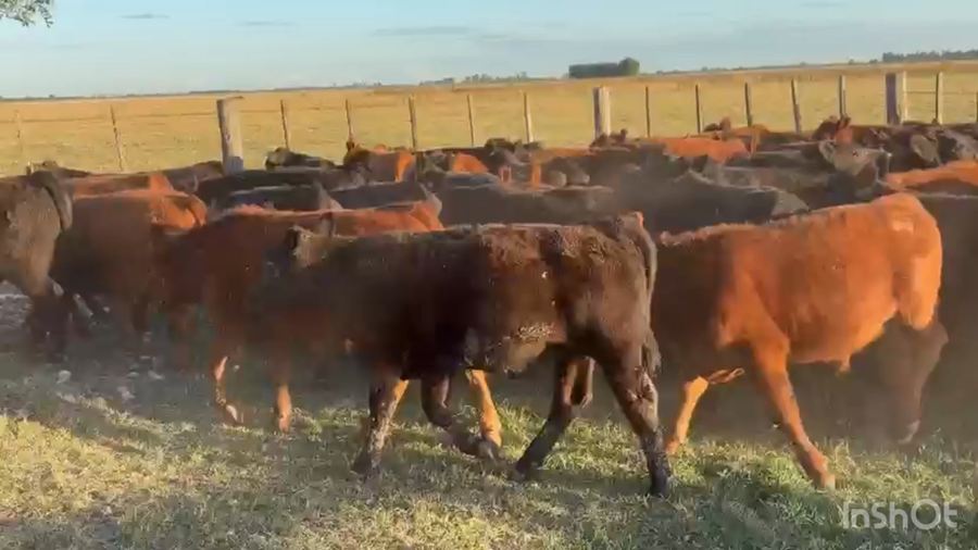 Lote 70 Terneros