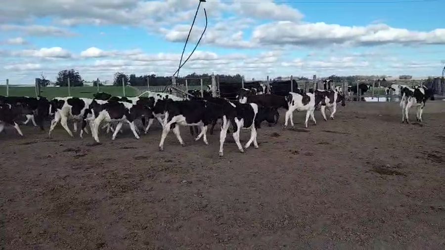 Lote 20 Terneros a remate en Pantalla Aniversario - Escritorio Camy, San José