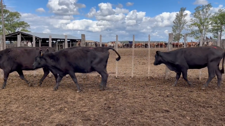 Lote Vacas Preñadas
